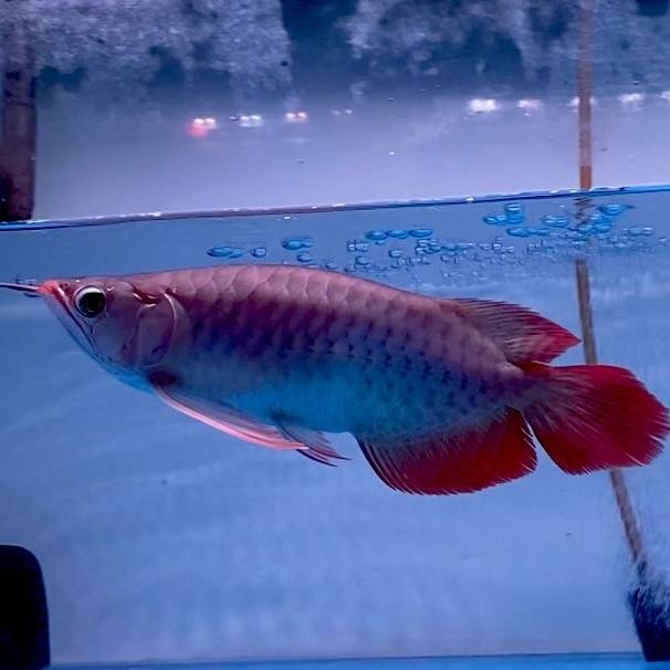 Tersedia ikan arwana super red semi Short Body