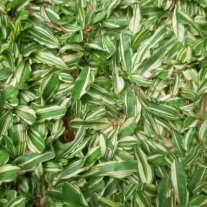 SALE rumput gajah mini varigata 2 meter