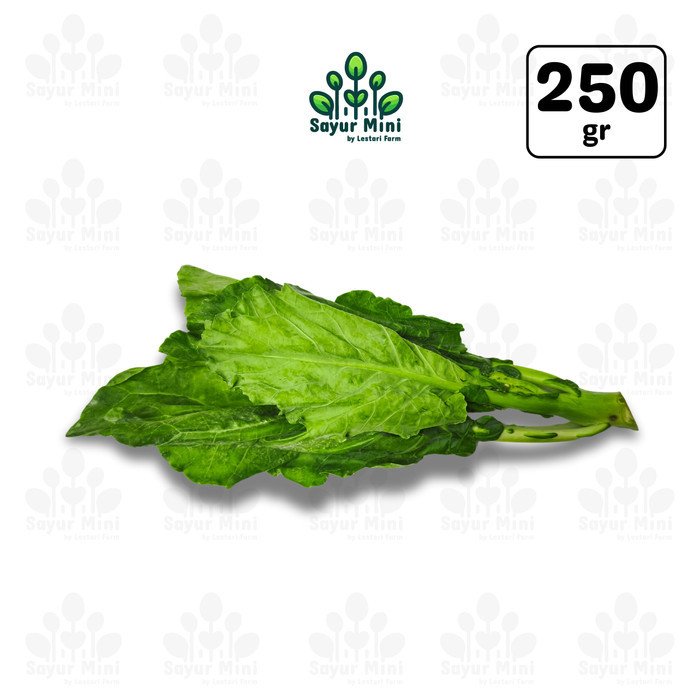 

Baby Kailan 250gr - Sawi Kailan / Curled Seeds - Sayur Fresh by Sayur Mini