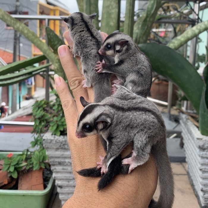 TERBARU BABY JOEY SUGAR GLIDER CLASSIC GREY