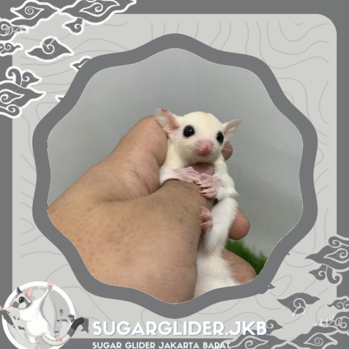 TERBARU Sugar Glider SG Joy Leucistic Betina Murah Meriah PROMO