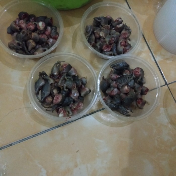 Tikus Oseng / Tiseng