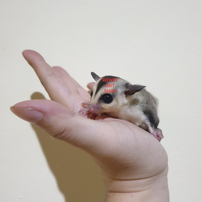 Sugar Glider White Face dari Indukan Platinum Mosaic dan WF