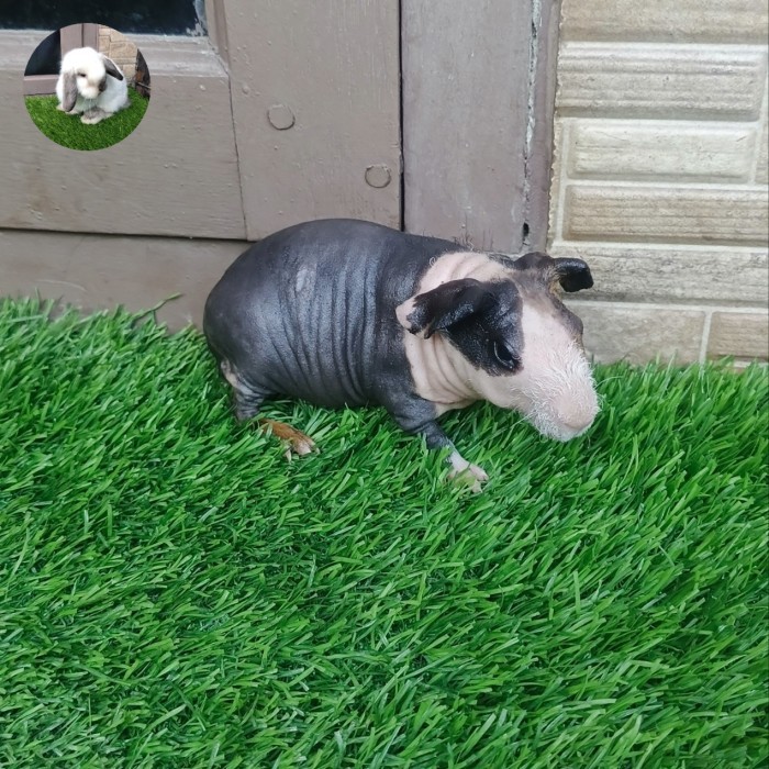 marmut/guinea pig skinny belang