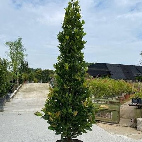 tanaman hias Garcinia subelliptica // pohon fukugi ukuran 2 meter