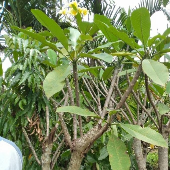 tanaman kamboja bunga kuning tinggi 2 meter batang seperti gambar