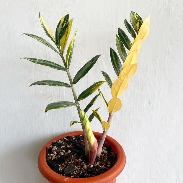 Tanaman Hias Zamia Culcas Varigata - Tanaman Hias Zamia Dolar Varigata