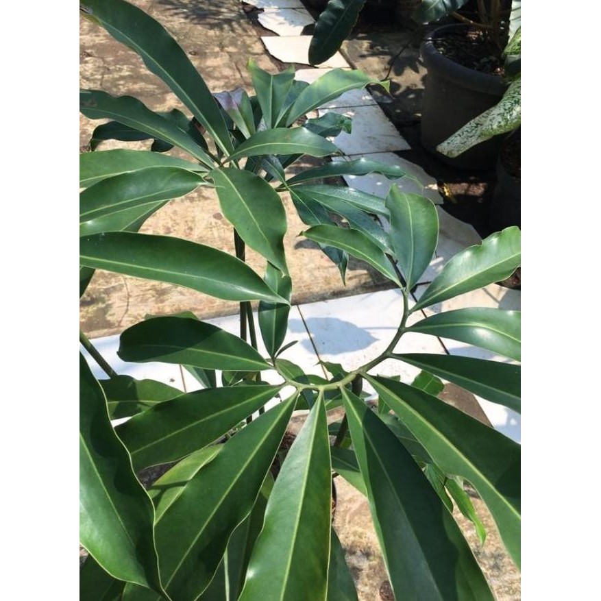 DISKON Tanaman Hias Philodendron Goeldii (rare plant) Murah