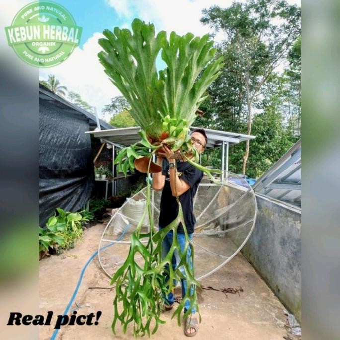 tanaman hias kadaka tanduk rusa Jumbo