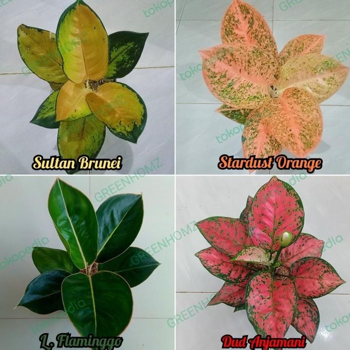 paket 4 batang tanaman bunga hias aglaonema