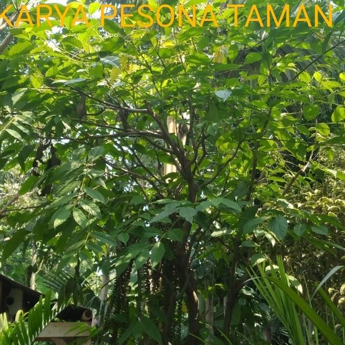 pohon kenanga tinggi 3 meter