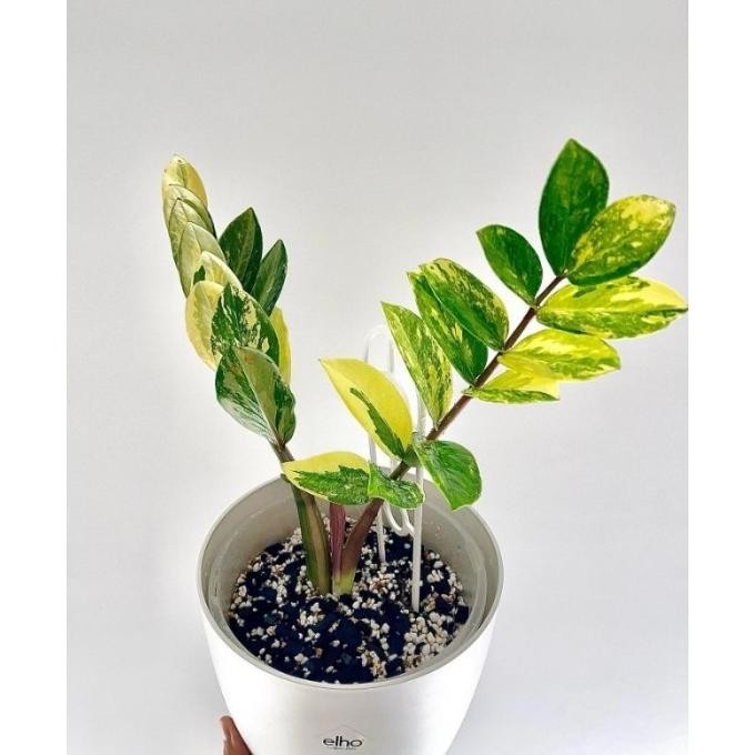 Tanaman bunga Zamia asli variegata / jamia kulkas varigata culcas