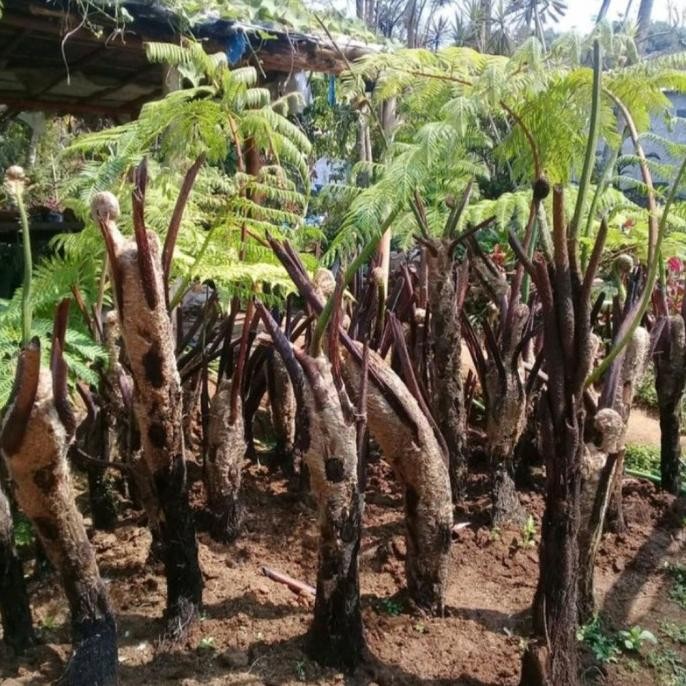 Pakis monyet 2 meter - paku tihang peneduh taman - Tanaman hias rimbu