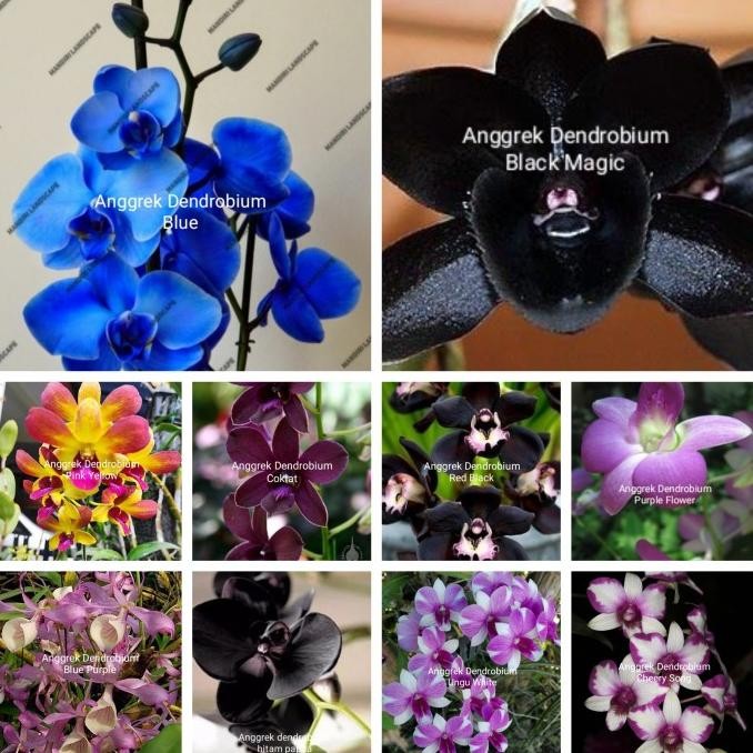 Tanaman hias anggrek dendrobium paket 10.jenis macam bunga