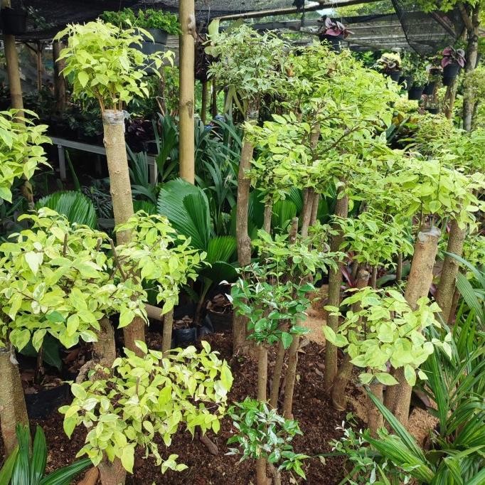 tanaman bonsai anting putri tinggi 1 meter