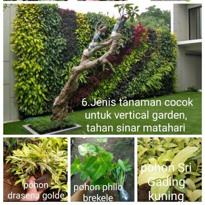 Tanaman vertical garden indoor