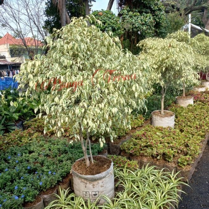 TANAMAN HIAS POHON BERINGIN PUTIH SUPER BIG DAN RIMBUN 2Mtr