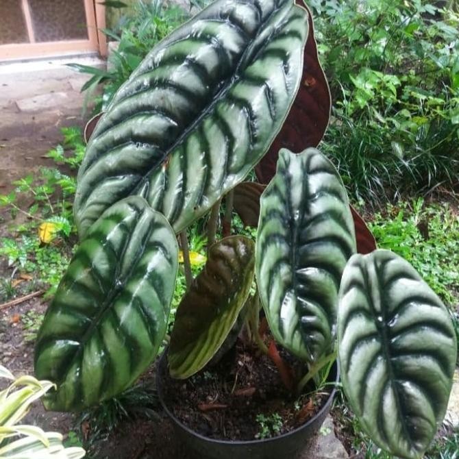 Tanaman hias alocasia cuprea big - alocasia cuprea besar