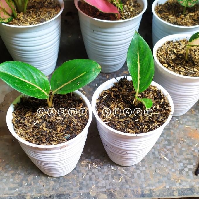 Tanaman Hias Aglonema Emerald anakan
