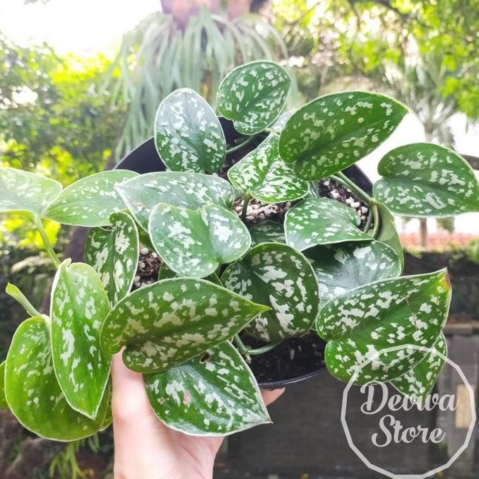 Yready Tanaman Hias Scindapsus Pictus Argyraeus Rimbun Plus Pot