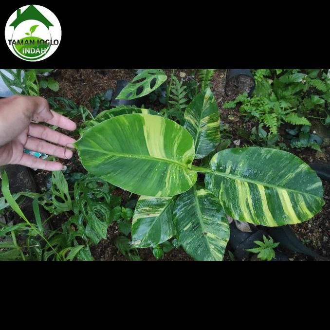 Tanaman hias pisang variegata kuning promo