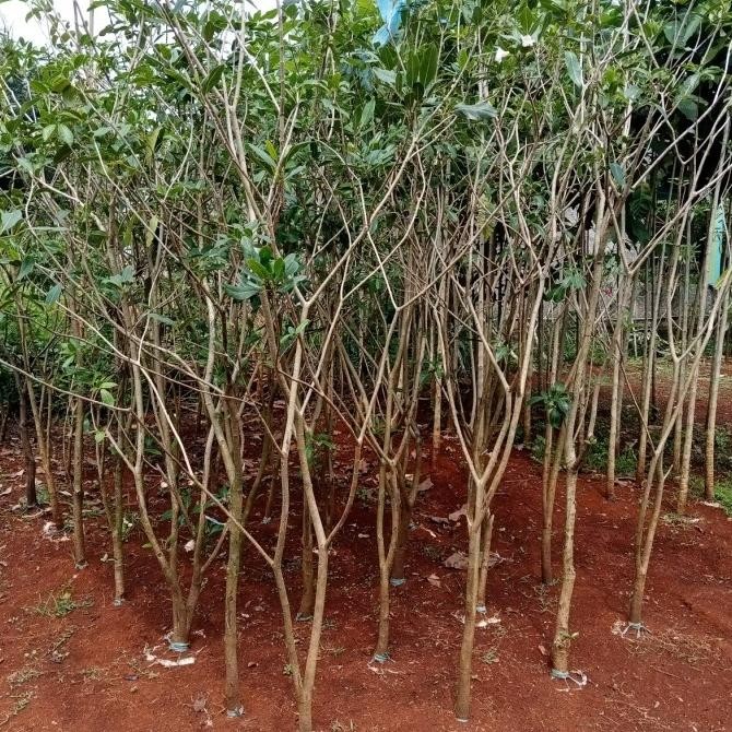 Jual Tanaman Hias Pohon tabebuya sakura bunga pink 2 meter