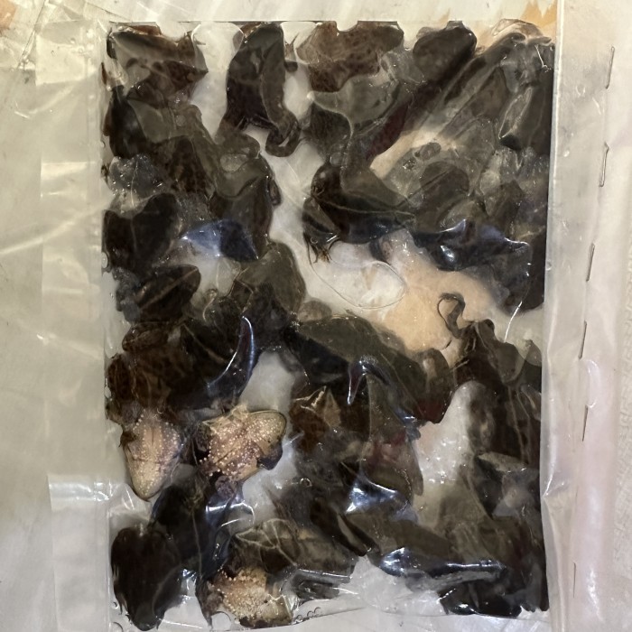 CHL KODOK AIR BEKU/PAKAN ARWANA SGA