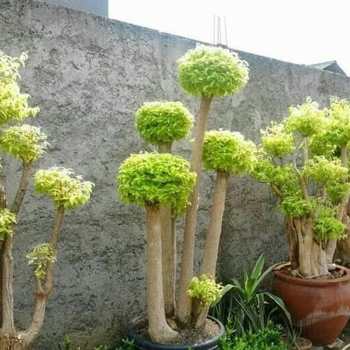 Tanaman hias anting putri - pohon anting putri