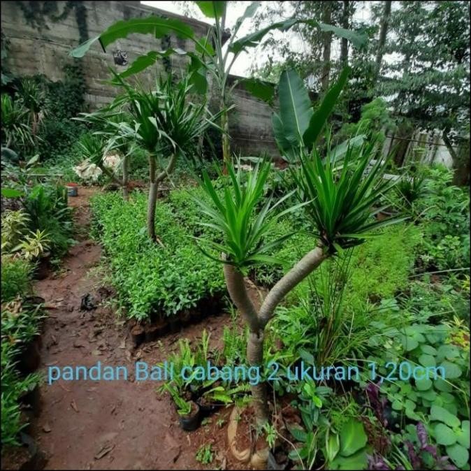 Tanaman Hias Pandan Bali Cabang 2 //Pohon Pandan Bali Original