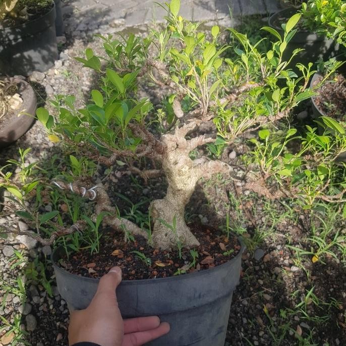 Tanaman hias bonsai kimeng jumbo