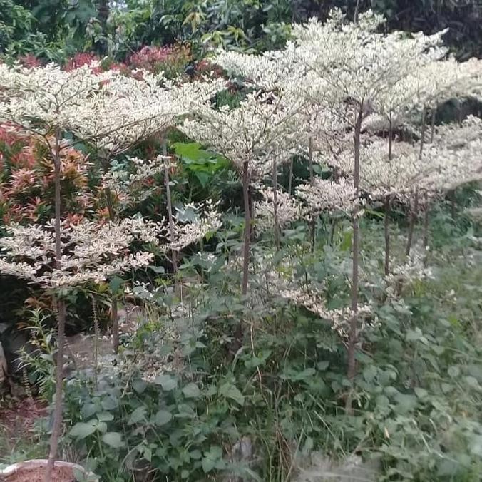 tanaman ketapang kencana varigata putih 1 meter up