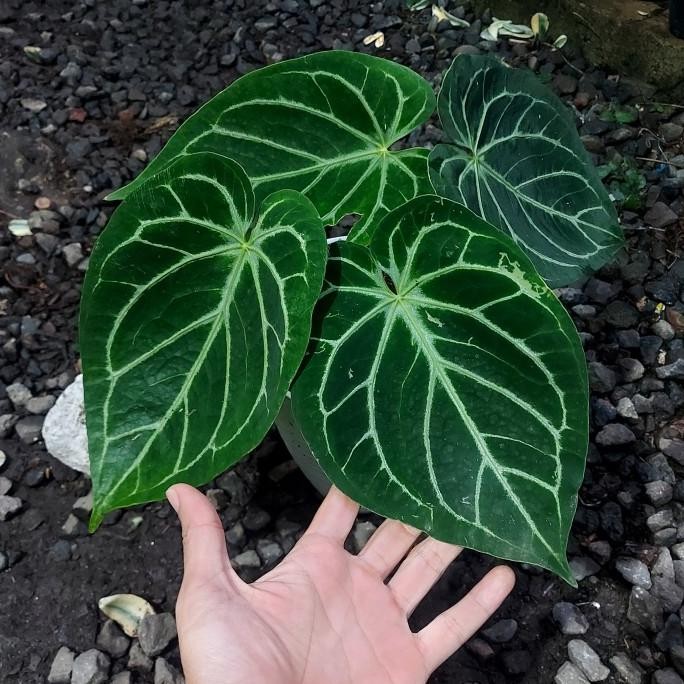 Tanaman hias anthurium silver tiger X mangkok dorayaki