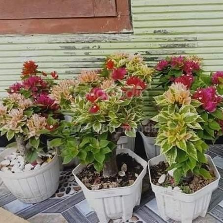 bonsai tanaman bougenville 3 warna variegata - bonsai bogenvil