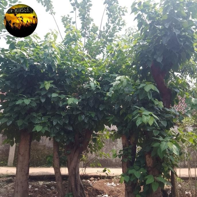 Pohon Bodhi-Pohon Bodhi Tree