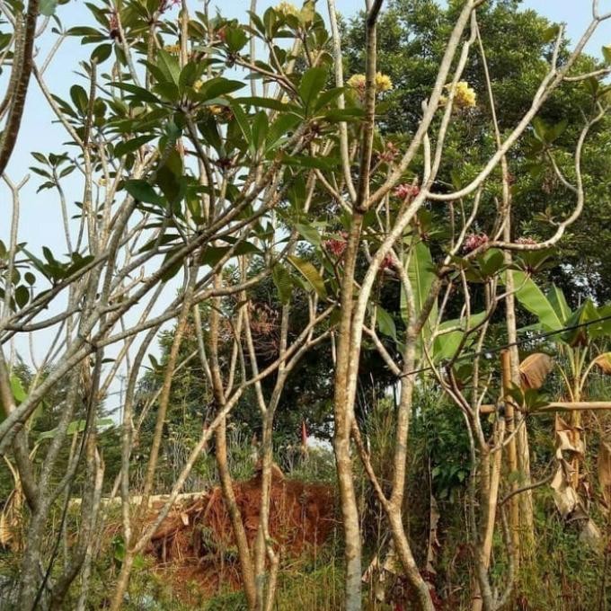 PROMO tanaman kamboja bali tinggi 3 meter bunga kuning