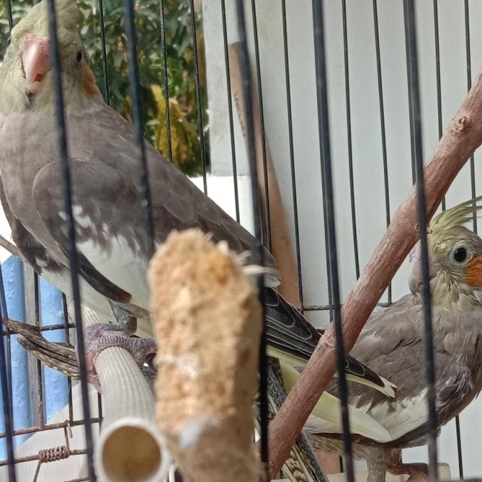 burung Falk Grey  2 burung jantan betina lulut siul2 pagi siang sore