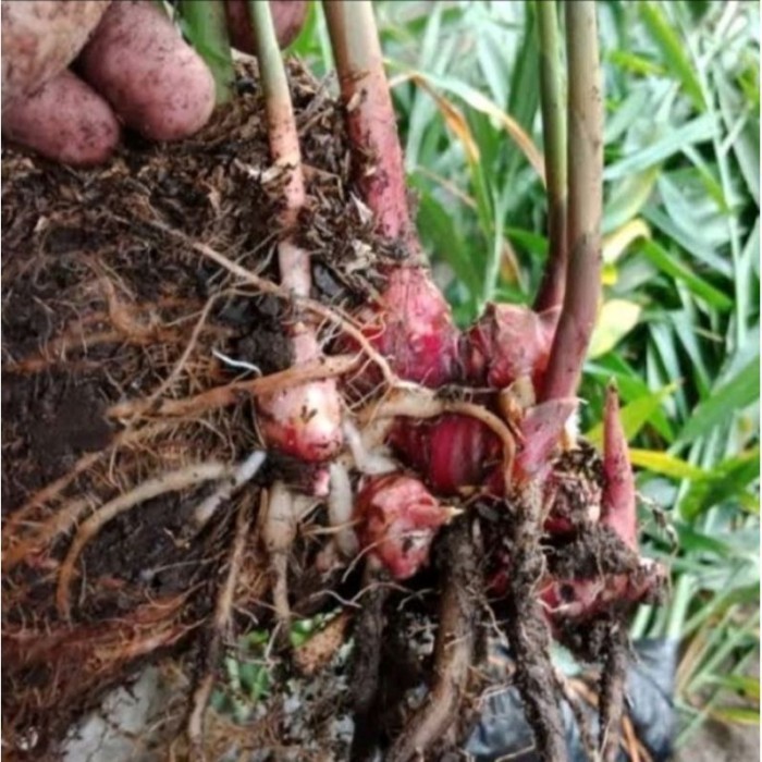 

Termurah Bibit Jahe Merah Super Unggulan Berkualitas