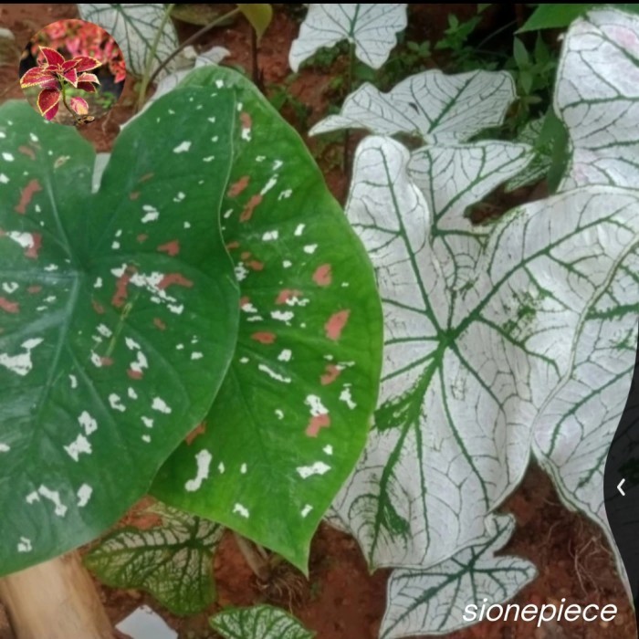 

Tanaman Keladi Tericolor Totol Hias Rumah