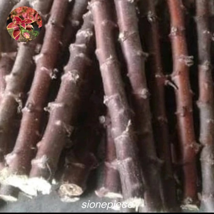 

Terlaris Bibit Batang Singkong Keju