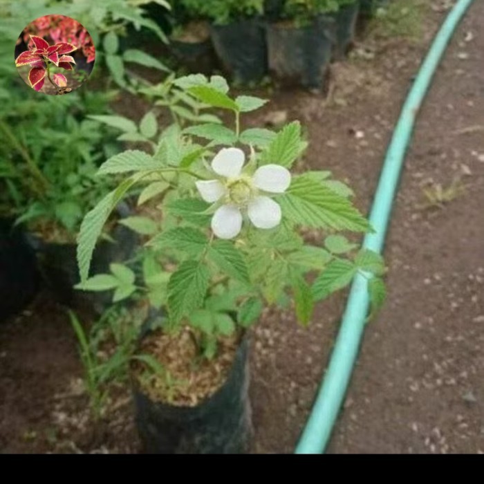 

Tanaman Murbei Hutan/Arben Hutan Manis Asam