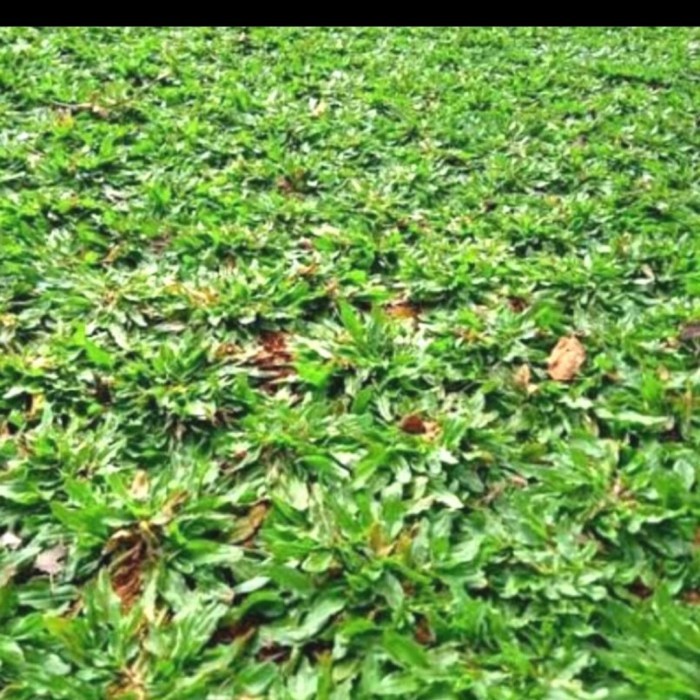 Rumput Gajah Mini Per 1Meter