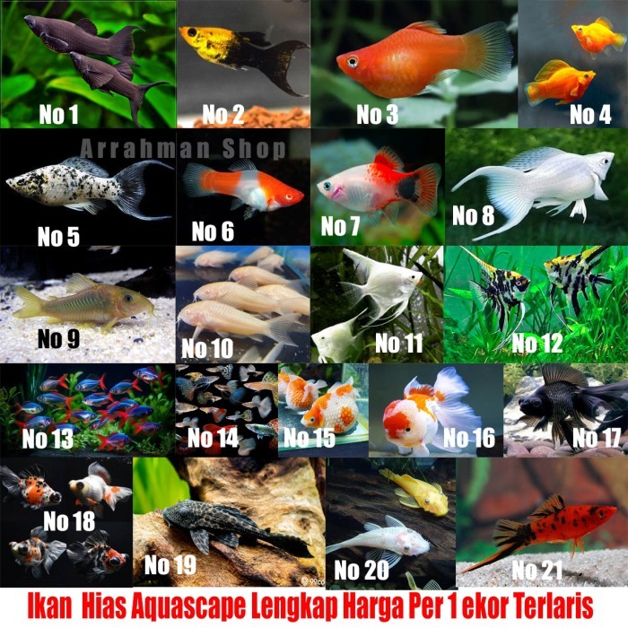 SALE ikan hias aquascape - ikan hias aquarium - ikan molly gupi goldfish coridoras dekorasi akuarium