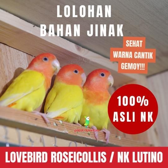 TERBARU LOVEBIRD LOLOHAN ANAKAN NON KLEP LUTINO MM HOT SALE