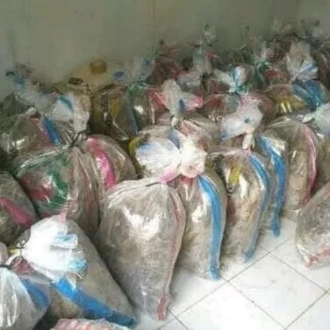 Jangkrik Hidup Hasil Ternak Karungan 1 Kg