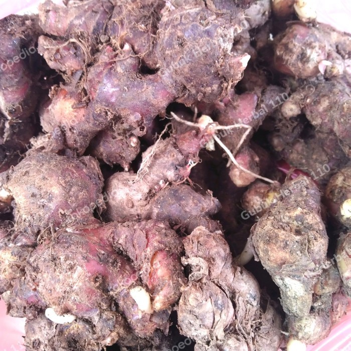 

GRATIS ONGKIR Jahe Merah tua lokal segar 1Kg