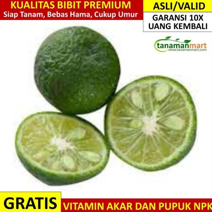 

SALE! BIBIT JERUK LIMAU ASLI BERGARANSI, POHON BUAH JERUK LIMO CANGKOK VALID