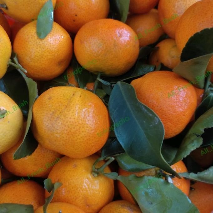 

SALE! JERUK SANTANG BIRMA 1KG