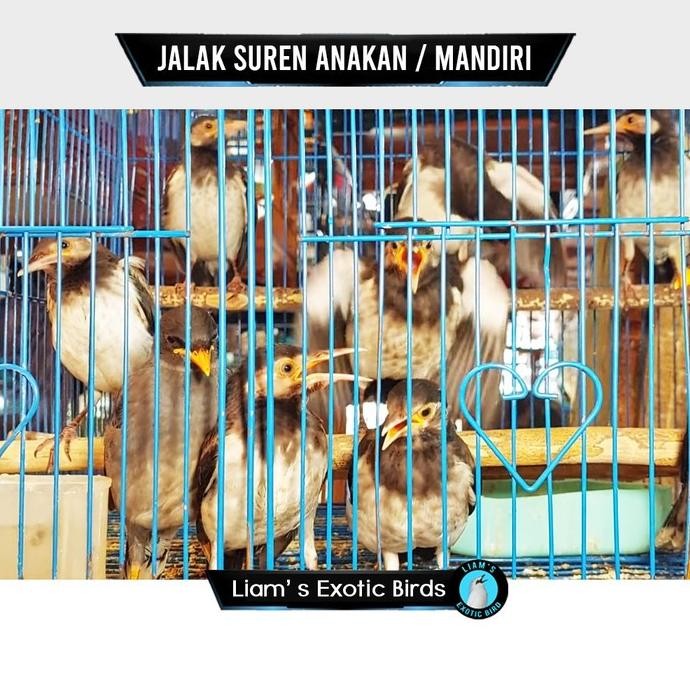 Burung Jalak Suren Anakan Mandiri