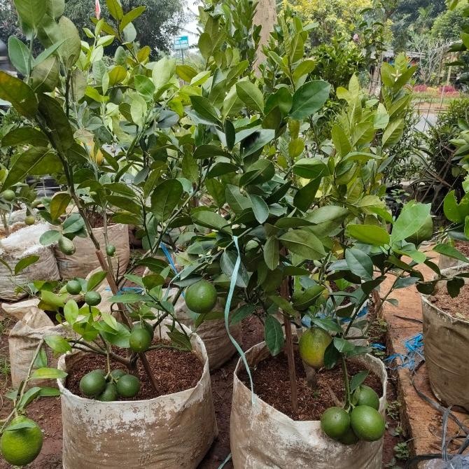 

Tanaman buah jeruk lemon California bulat/bundar/sudah berbuah banyak MMU
