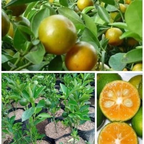 

Bibit tanaman buah jeruk Ciu/jeruk peras kasturi berbuah MMU